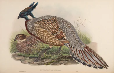 Pucrasia darwini = Pucrasia macrolopha darwini